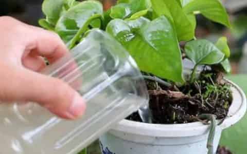 果皮发酵的水几天浇一下合适