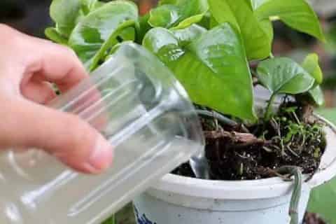 果皮发酵的水几天浇一下合适