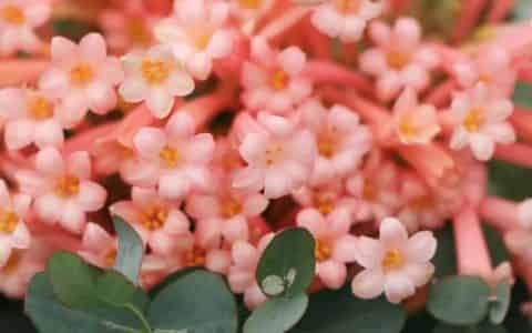 垂筒花耐寒多少度
