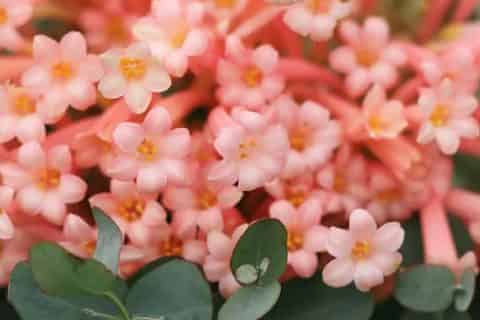 垂筒花耐寒多少度