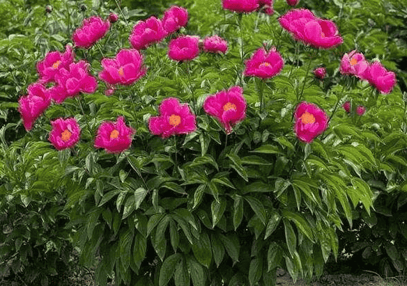 牡丹与芍药的区别