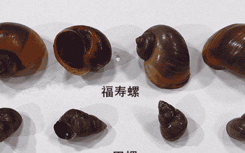 福寿螺和田螺的区别