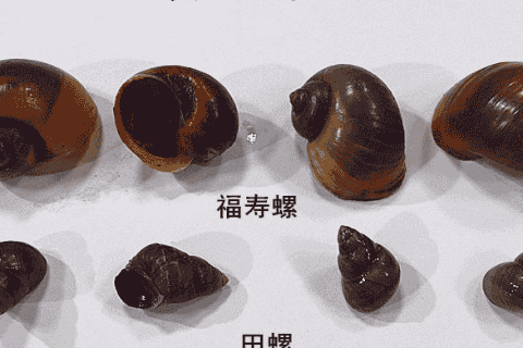 福寿螺和田螺的区别