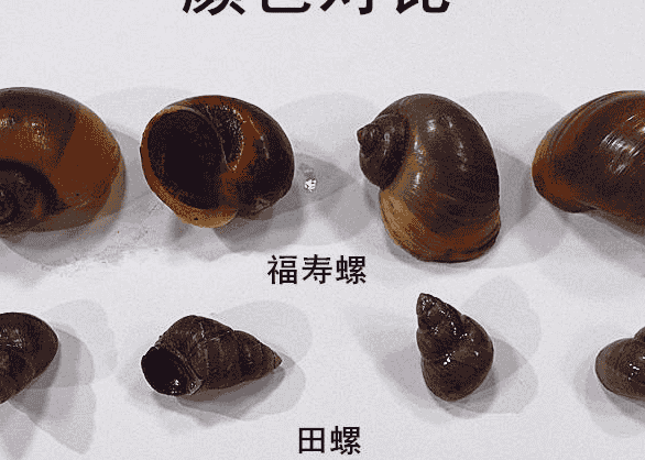 福寿螺和田螺的区别
