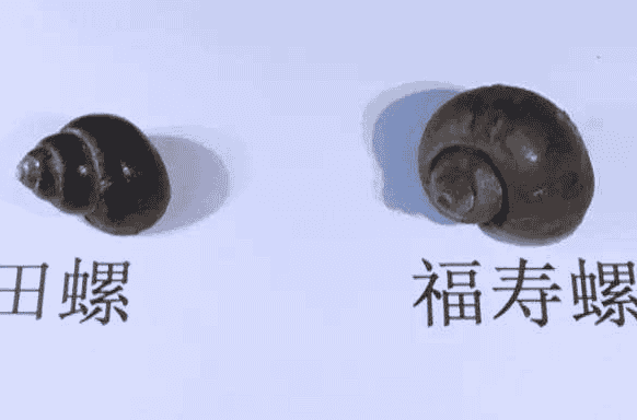 福寿螺和田螺的区别