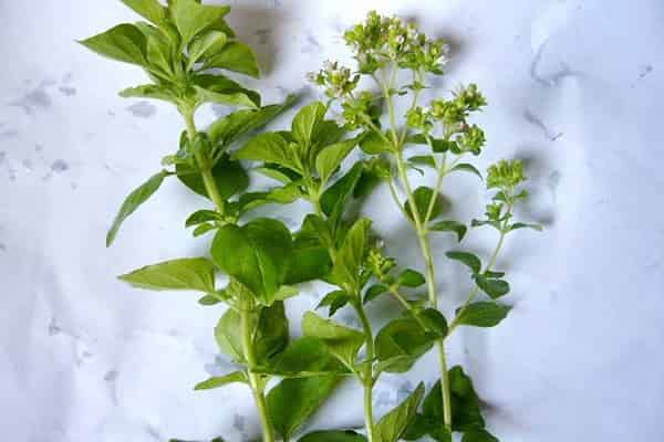 茵芙莎流金水成分
