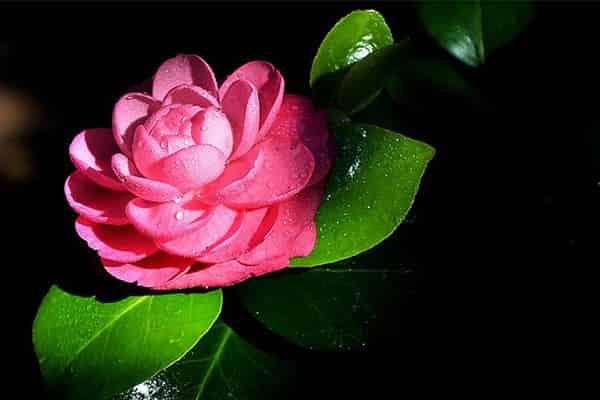 植村秀和SKII卸妆油哪个好用