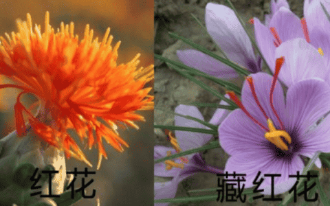 藏红花与红花的区别