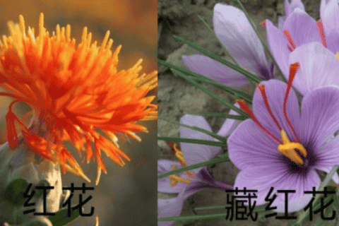 藏红花与红花的区别