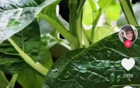 怎么自动刷抖音赚钱？