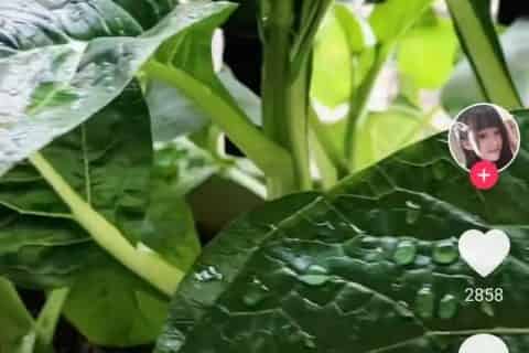怎么自动刷抖音赚钱？