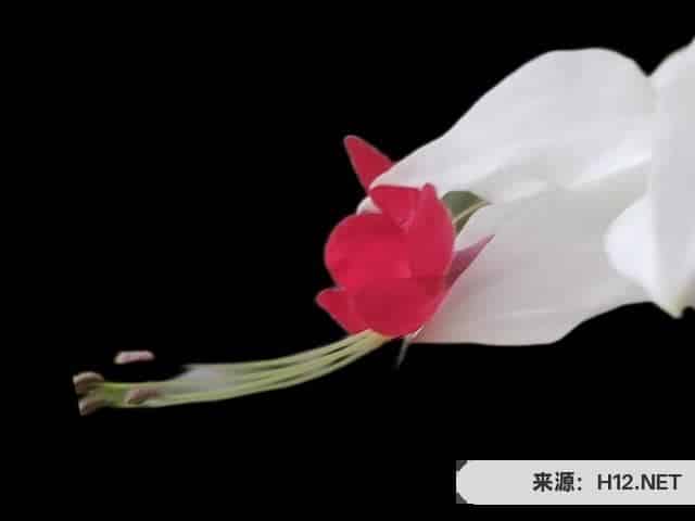 2022冬奥会今夜闭幕直播现场？