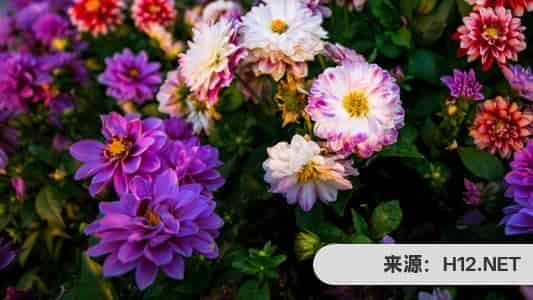 抖音极速版現金领不了？