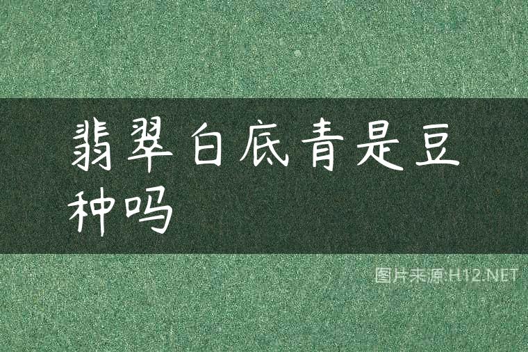 翡翠白底青是豆种吗