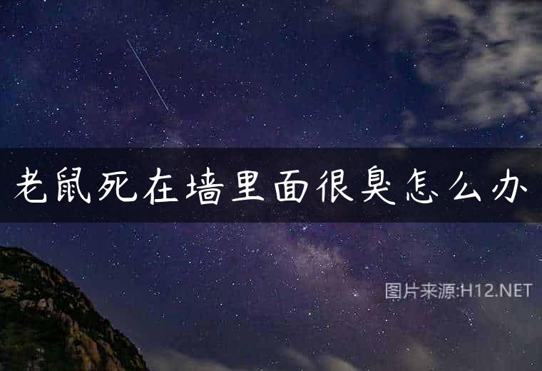 老鼠死在墙里面很臭怎么办