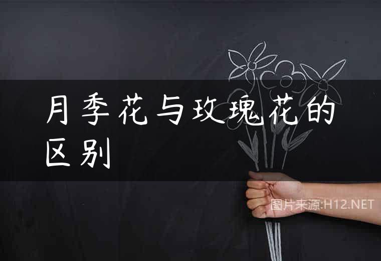 月季花与玫瑰花的区别