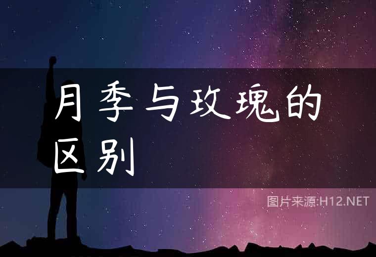 月季与玫瑰的区别