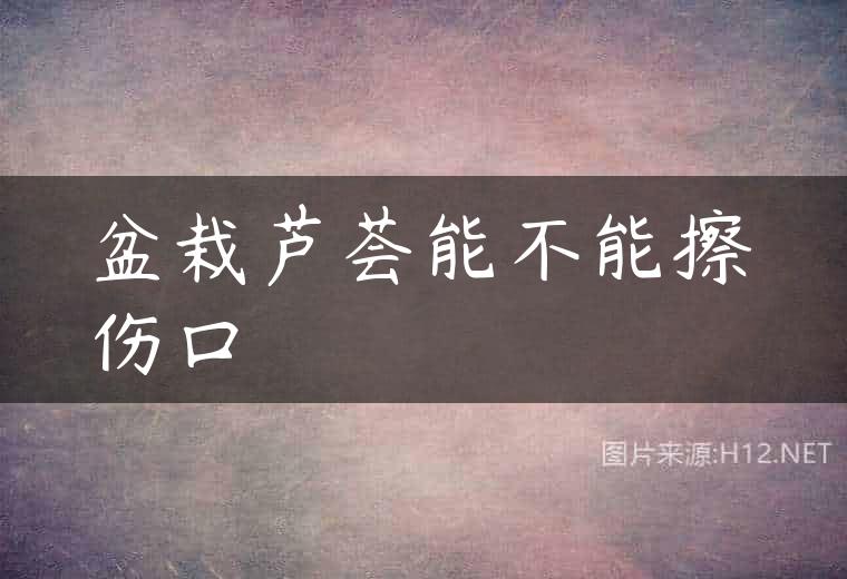 盆栽芦荟能不能擦伤口