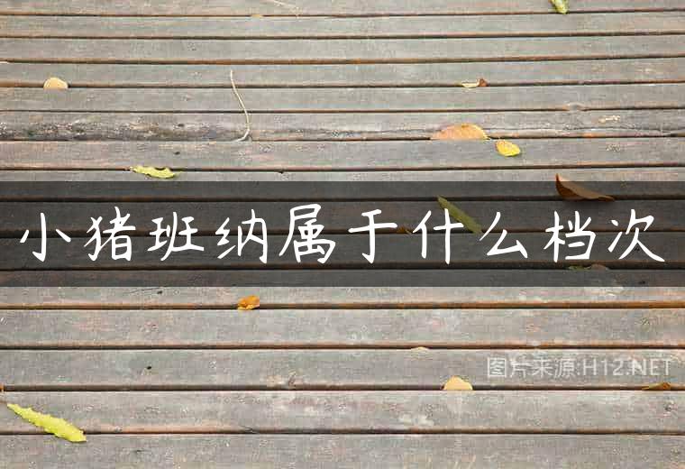 小猪班纳属于什么档次