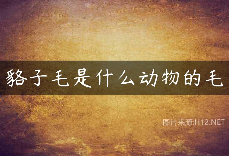 貉子毛是什么动物的毛