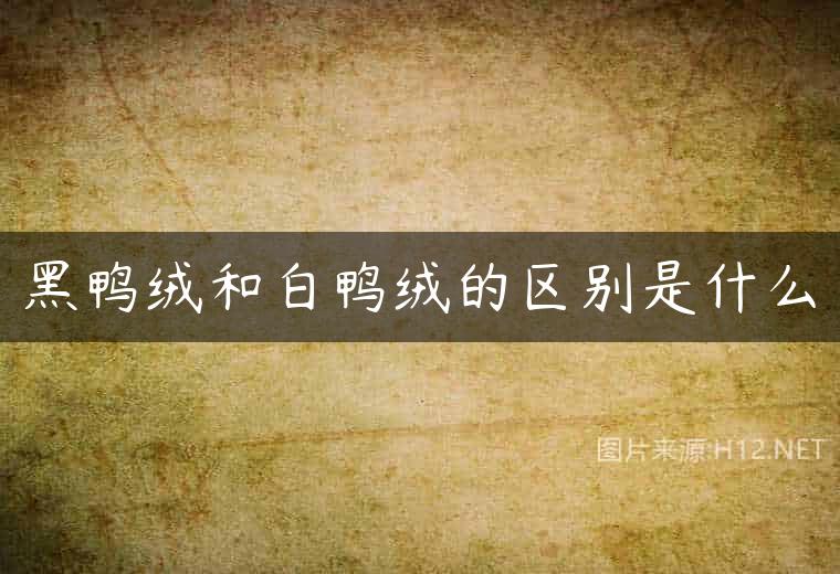 黑鸭绒和白鸭绒的区别是什么