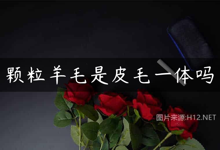 颗粒羊毛是皮毛一体吗