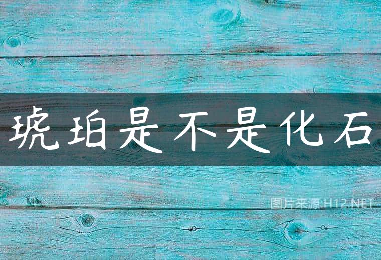 琥珀是不是化石