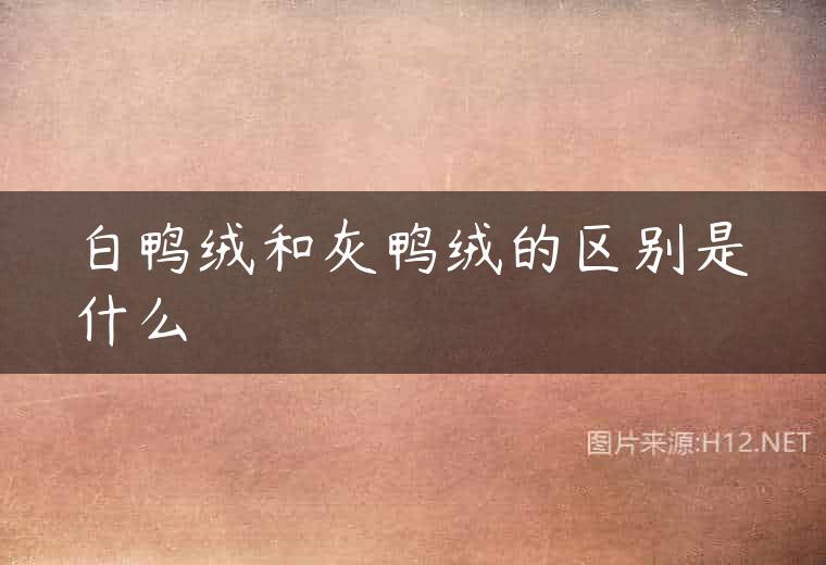 白鸭绒和灰鸭绒的区别是什么
