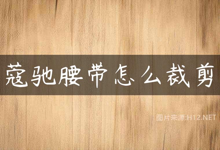 蔻驰腰带怎么裁剪