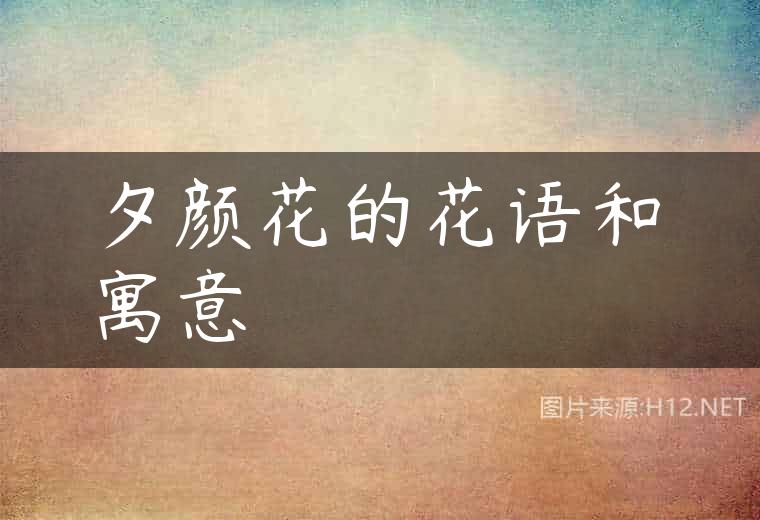 夕颜花的花语和寓意