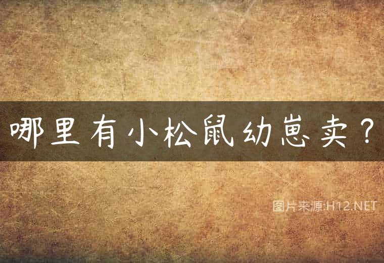 哪里有小松鼠幼崽卖？