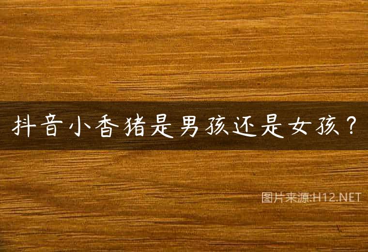 抖音小香猪是男孩还是女孩？