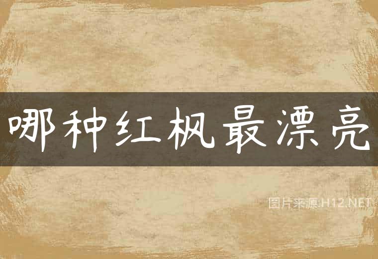 哪种红枫最漂亮