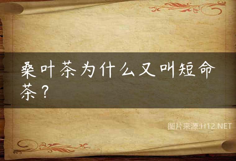桑叶茶为什么又叫短命茶？