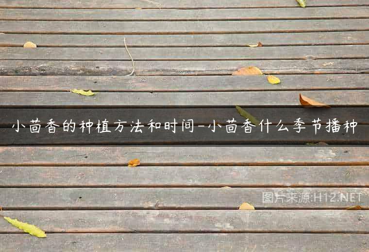 小茴香的种植方法和时间-小茴香什么季节播种